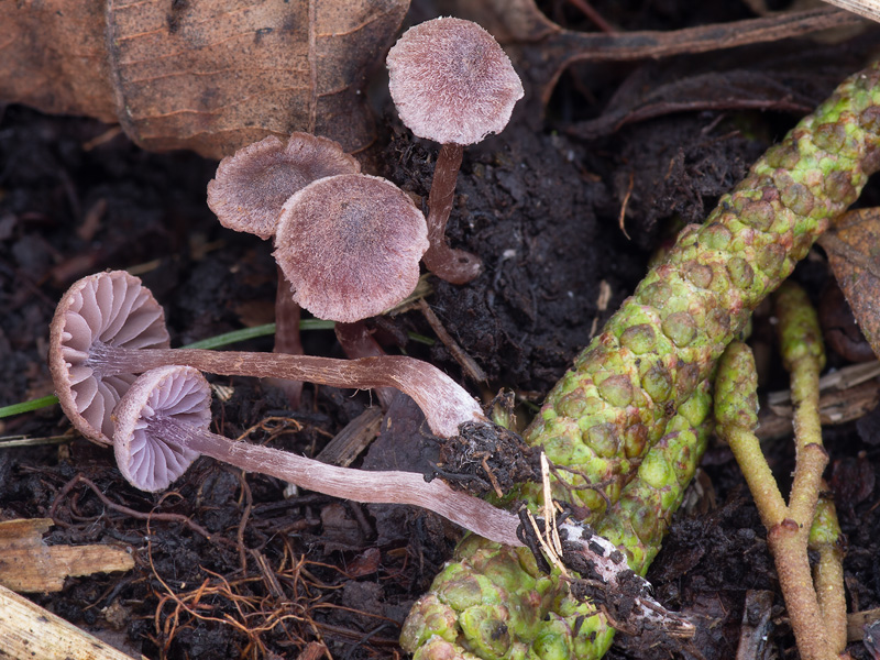 Cortinarius lilacinopusillus